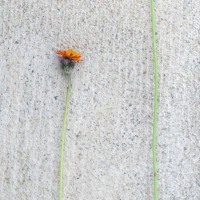 Orange Hawkweed, Fox and Cubs